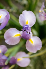 Beautiful purple and yellow irises in bloom
