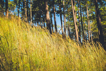 grass field in the forest with sun light