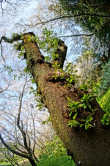 春の昼時に咲くピンクのさくら色の桜
