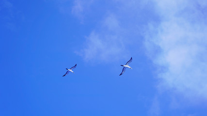 Seagulls soaring in the blue sky
