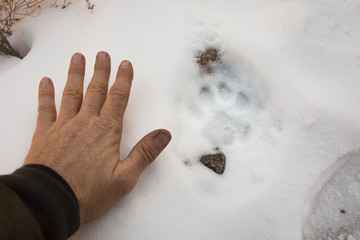 Snow Leopard, Panthera uncia, pugmark in the snow, average adult male human hand for comparison.