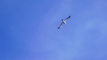 Seagulls soaring in the blue sky