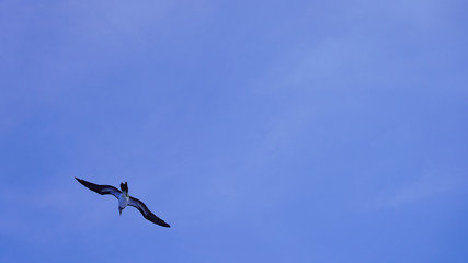 Seagulls soaring in the blue sky