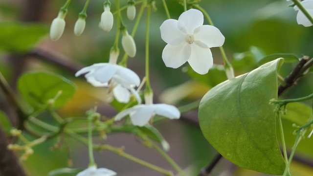 Wrightia religiosa Benth small white flowers are very fragrant. Were taken with natural light