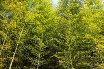 緑の竹林のアップ