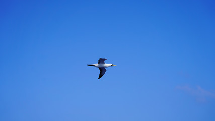 Fototapeta na wymiar Albatross against a clear blue sky over the Pacific Ocean. close flying seagulls against the sky with clouds taiwan. bird flight freedom