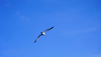 
Albatross against a clear blue sky over the Pacific Ocean. close flying seagulls against the sky with clouds taiwan. bird flight freedom