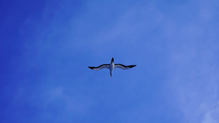 
Albatross against a clear blue sky over the Pacific Ocean. close flying seagulls against the sky with clouds taiwan. bird flight freedom