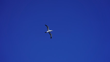 
Albatross against a clear blue sky over the Pacific Ocean. close flying seagulls against the sky with clouds taiwan. bird flight freedom