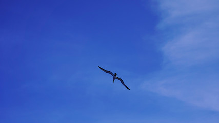 
Albatross against a clear blue sky over the Pacific Ocean. close flying seagulls against the sky with clouds taiwan. bird flight freedom
