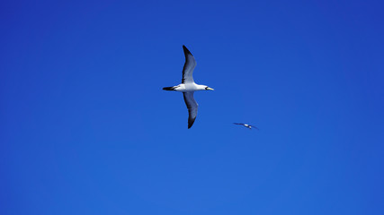 
Albatross against a clear blue sky over the Pacific Ocean. close flying seagulls against the sky with clouds taiwan. bird flight freedom