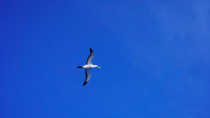 
Albatross against a clear blue sky over the Pacific Ocean. close flying seagulls against the sky with clouds taiwan. bird flight freedom
