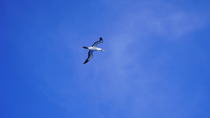 
Albatross against a clear blue sky over the Pacific Ocean. close flying seagulls against the sky with clouds taiwan. bird flight freedom