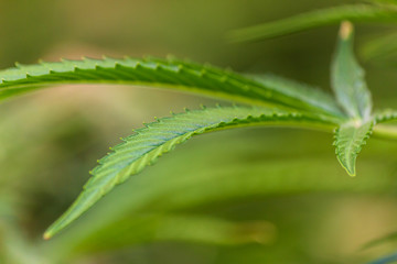 Macro of isolated marijuana leaf with blurred green background showing calyxs, pistils, pollen cannabis plant