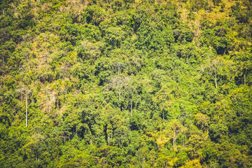 nature forest on the mountain hill