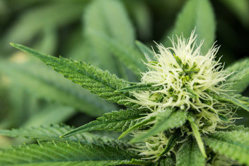 Fresh Mother marijuana Closeup green plant with blurred background showing trichomes & fan leaf cannabis plant