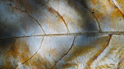 macro shot of a dry autumn leaf. dry tree leaf structure. natural texture, plant cells streaks on a...