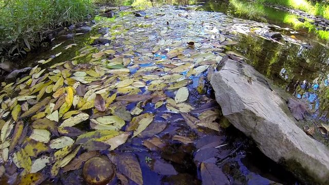 Leaf litter and black walnut stagnate in stream.