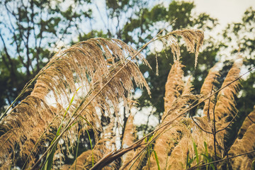 grass flower with nature forest background