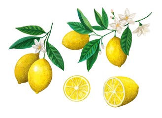 Watercolor set of lemon fruits, branches and flowers. 