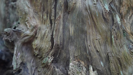 Texture of strained gray wooden background