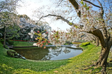 満開の春のさくらとお昼時