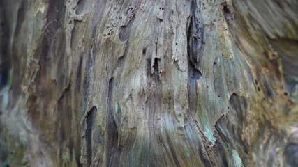 Texture of strained gray wooden background