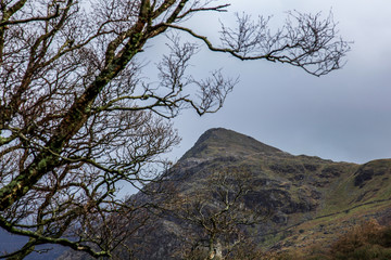 tree in the mountains