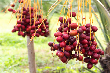 Ripe dates palm fruit with branches on dates palm tree in thailand garden