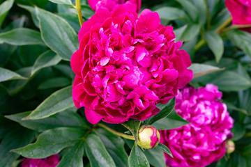 Red peony flower on a background of green leaves in the garden