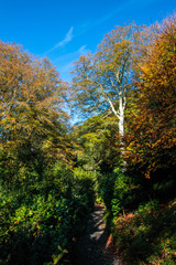 Trees in autumn season,  Bodnant Garden, National Trust