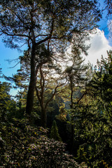 Trees in autumn season,  Bodnant Garden, National Trust