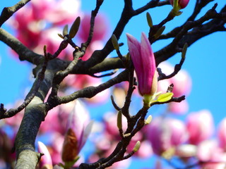 Pink Tree Blossoms Close Up Depth of Field
