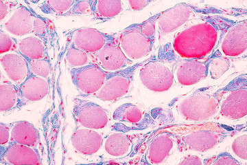 Education anatomy and Histological sample of Human under the microscope.
