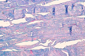 Education anatomy and Histological sample of Human under the microscope.

