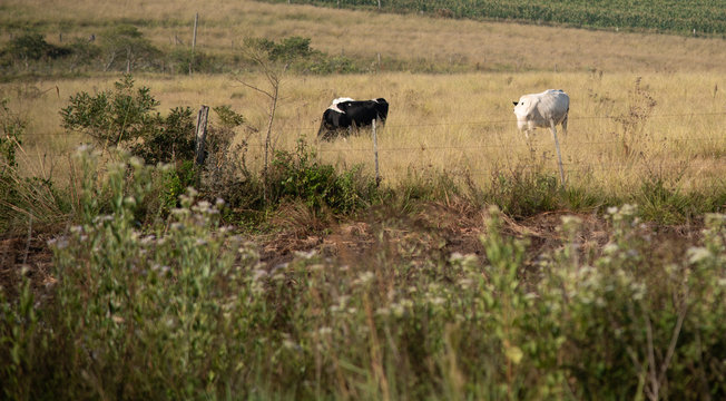 Jersey and Holstein cows feeding in an outdoor pasture field