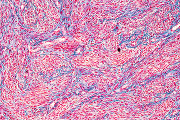 Education anatomy and Histological sample of Human under the microscope. 