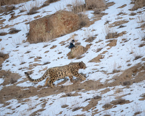 A snow leopard, Panthera uncia, walking along snowy ground with magpie in background.