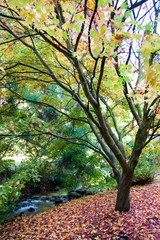Trees in autumn season,  Bodnant Garden, National Trust