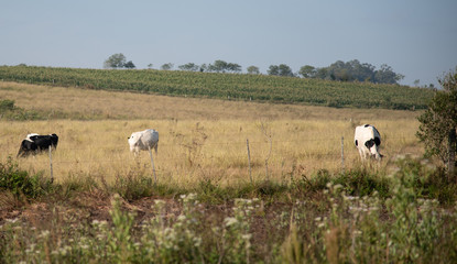 Jersey and Holstein cows feeding in an outdoor pasture field