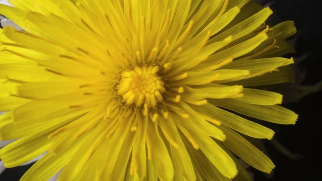 top view of a yellow dandelion taraxacum open up, timelapse, extreme macro 4k