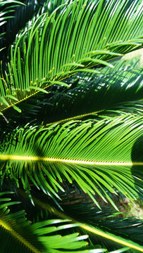 Green leaves of a palm tree at the sun. texture of palm leaf branches. Bright Banana Leaves in Japan