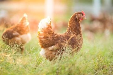 Chickens walk on the grass in the morning.