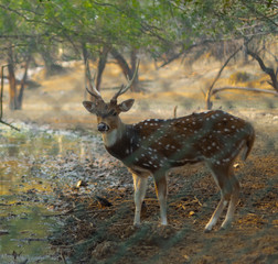 Deer in the forest