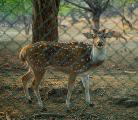 Deer in a National Park