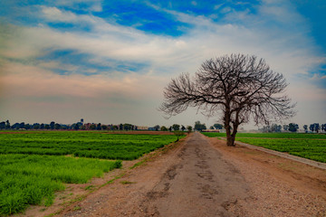 lonely tree in the field