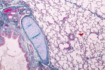 Education anatomy and Histological sample of Human under the microscope.
