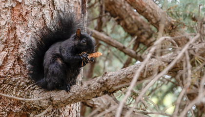 Black Squirrel Eating an Acorn