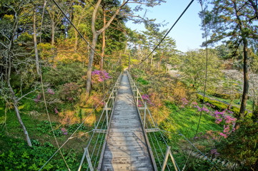 森の中の吊橋と冒険