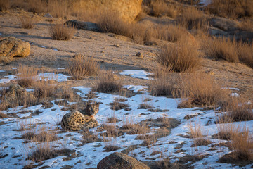 A snow leopard, Panthera uncia, lying on snowy ground.